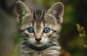 Check spelling or type a new query. Pet Supplies Cuddles Pet Store
