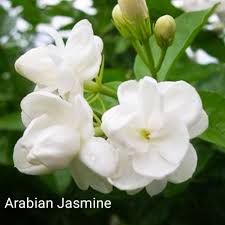 Check spelling or type a new query. Pokok Bunga Melur Arabian Jasmine Shopee Malaysia