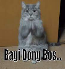 Di phoneky, anda dapat mendownload animasi gif untuk perangkat mobile manapun secara gratis. Bagi Dong Bos Gif Cat Kucing Mohon Discover Share Gifs Cats Gif Dong
