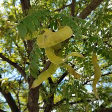 (elmira edible pod pea) early spring annual vining to 3 feet tall. Black Locust Seeds In Green Pods Edible Or Not I Ve Gotten Different Answers From Different Books Foraging