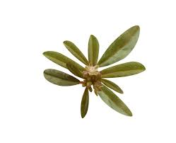 Image result for Gisekia