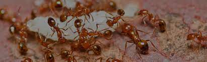 Hill's science diet, hill's prescription diet, hill's bioactive recipe, hill's urinary care food, hill's digestive care, hill's hairball control. Woodland Hills Pest Control Rodent Termite Control Pest Innovations