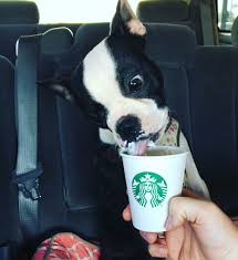 Paw Paw Got Her A Puppuccino Spoiled Cute Animals Puppies Animals