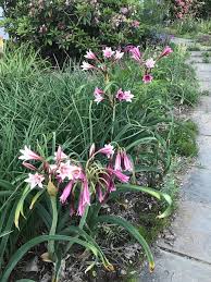 Image result for Leptoderris nobilis