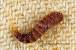 Indian Meal Moth Larvae