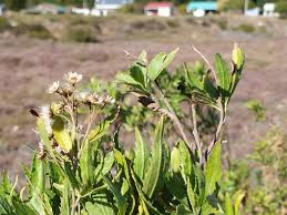 Image result for Nidorella ivifolia