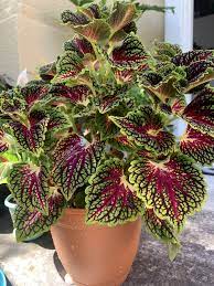 Coleus Red And Green Easy Plants To Grow Plants Plant Roots