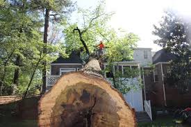 Average costs and comments from costhelper's team of tree removal generally includes bringing the tree down to a stump, chipping or hauling away the height: Tree Trimming Removal Services Atlanta Marietta Ga Treejob