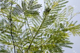 #mimosa #akazie #usambaraveilchen am liebsten würde ich alles davon vollstellen! Grune Akazie Baum Im Garten Acacia Auriculiformis Cunn Lizenzfreie Fotos Bilder Und Stock Fotografie Image 41320632