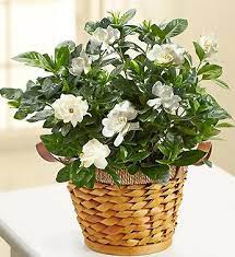 Blooming Gardenia Basket From 1 800 Flowers Com In 2020 Gardenia Plant Plants Balloon Flowers