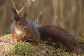 Pin By Sonja Berner On Eichhornchen Ab 8 1 2020 In 2020 Red Squirrel Fox Squirrel Squirrel