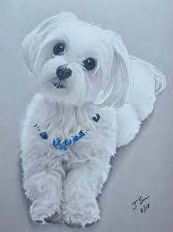 Scooter Drawing Portrait Maltese Dog Pet Prismacolor Colored Pencils Art Tribute Colorful Dog Art Dog Drawing Dog Portraits Painting