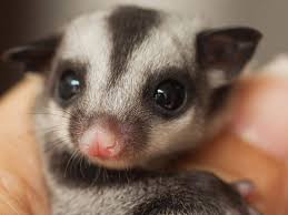 Sugar Glider As Pet Uk Pets