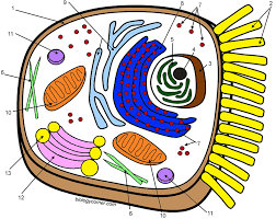 Coloring Sheet Plant Cell Answer Key Animal Worksheet Pdf Biology Corner Animal Cell Coloring Key In 2020 Animal Cell Parts Plant And Animal Cells Animal Cell Drawing