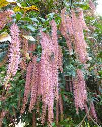 Image result for Macadamia tetraphylla