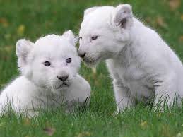 Baby Black And White Lion Pictures Baby Lions Rare Animals Animals Beautiful Baby Animals