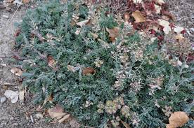 Image result for Eriosema shirense