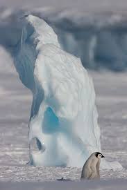 Young Emperor Penguin Penguins Antarctica Emperor Penguin