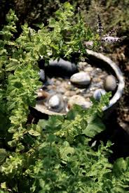 Wasser Fur Vogel Und Insekten Diy Insektentranke Gruneliebe Pflanzen Wasserpflanzen Gartenpflanzen