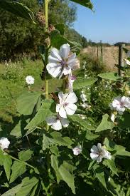 Common mallow is in the same plant family as okra, and shares the same mucilaginous properties. Marsh Mallow Marsh Mallow Wild Flower Finder