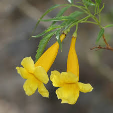 We did not find results for: Tecoma Stans Yellow Trumpetbush Yellow Trumpet Bush Yellow Bells Yellow Trumpet Flower Yellow Elder Southeastern Arizona Wildflowers And Plants