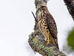 Maybe you would like to learn more about one of these? Red Shouldered Hawk Ebird