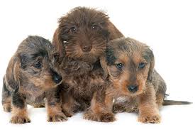 Breeders of merit are denoted by level in ascending order of: Wire Haired Dachshund Your Complete Guide To The Breed