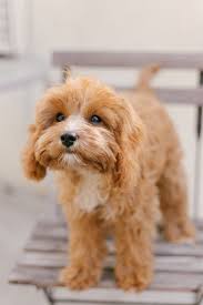 We did not find results for: Puppy Love Luna Bear The Cavapoo Laptrinhx News