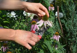 Also known as the desert candle, this deciduous perennial. Deadheading Flowers Fernhill Garden Centre