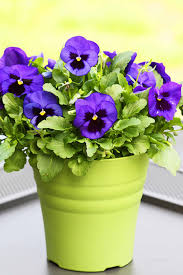 On the street of mchenry avenue and street number is 3501. Pansies In Multiple Pots Would Look Gorgeous On My White Patio Table Pansies Flowers Container Flowers Pansies