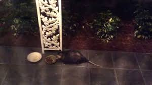 No one is certain how the o was dropped, but the correct in laboratory tests, possums scored higher than rats, rabbits, cats and dogs in their ability to recall where food was placed. Baby Possum Eating Cat Food Youtube