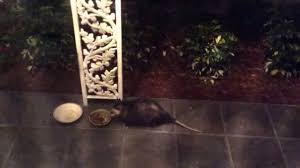 In fact, cats, both stray cats and even pet cats, kill a far larger number of opossums, especially the young opossums, which aren't much different in size or appearance than a rat! Baby Possum Eating Cat Food Youtube