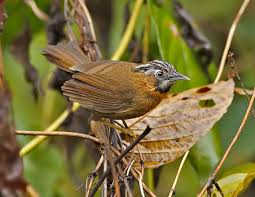 Grey Throated Babbler Stachyris Nigriceps Birds Love Birds Vietnam Travel