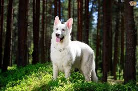 Maybe you would like to learn more about one of these? White German Shepherd Puppies Maine Bmo Show