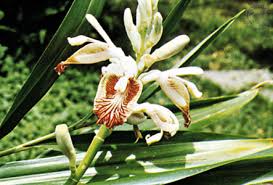 Find images of ginger plant. Zingiberaceae Description Genera Facts Britannica