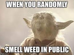 Here Are The Best Weed Memes Instagram Rising Accounts That You Should Monroe Blvd