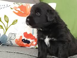 Adopt yeller a red/golden/orange/chestnut labrador retriever / great pyrenees /. Big Mixed Designer Puppies Cute Smart Healthy Vip Puppies Golden Retriever Puppies For Sale Retriever Puppy