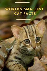 Quick Facts Regarding The World S Smallest Cat Small Cat Tiny Cats Small Wild Cats