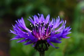 Maybe you would like to learn more about one of these? 10 Annual And Biennial Plants For Garden Or Pot Gardening On