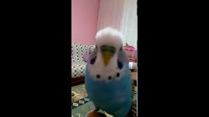 Muhabbet Kusu Mavis Youtube