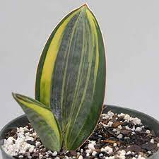 This variegated cultivar of the sansevieria 'whale fin' has stripes of yellow variegation. Seedlings India Sansevieria Masoniana Whale Fin Snake Plant Air Purifying Plant Variegated Amazon In Garden Outdoors