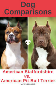 American Staffordshire Terrier Vs Pit Bulls What S The Difference American Pitbull Terrier Pitbull Terrier Staffordshire Terrier