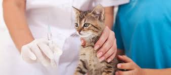 Segeralah untuk membawa kucing kamu ke dokter hewan terdekat di kota kamu! Jenis Dan Update Kisaran Biaya Vaksin Kucing Daftar Harga Tarif