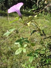 Image result for Ipomoea richardsiae