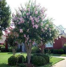 Crape Myrtle Tree Shade Trees Myrtle Tree Crape Myrtle