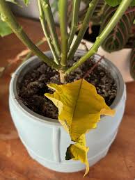 Image result for Begonia pulcherrima