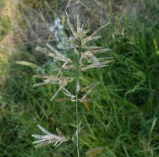 Image result for Eragrostis cylindriflora
