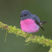 Bird With No Feathers On Head B I R D S O N E A R T H On Instagram Pink Robin A Pink Ball Of Feathers With A Grey Head By Mikullashbee Birdsonearth White Cats Black Horses White Horses