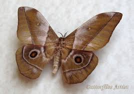 Nudaurelia Alopia Real African Moth In Museum Quality Shadowbox Insect Art Moth Museum Displays