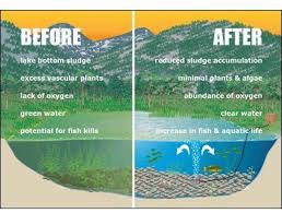 Aeration Is Very Important For A Healthy Pond With Images Farm Pond Pond Aerator Pond Landscaping